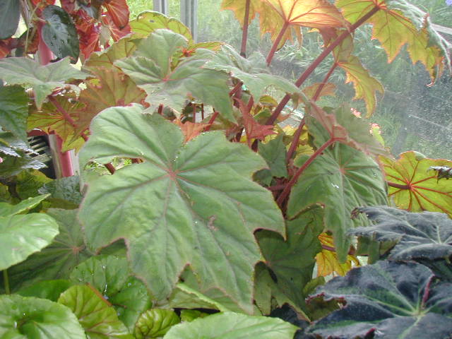 B. ‘Leo C. Shippy’